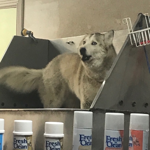 Meet your Posher, V. A. Reyes - Picture 3 of 9